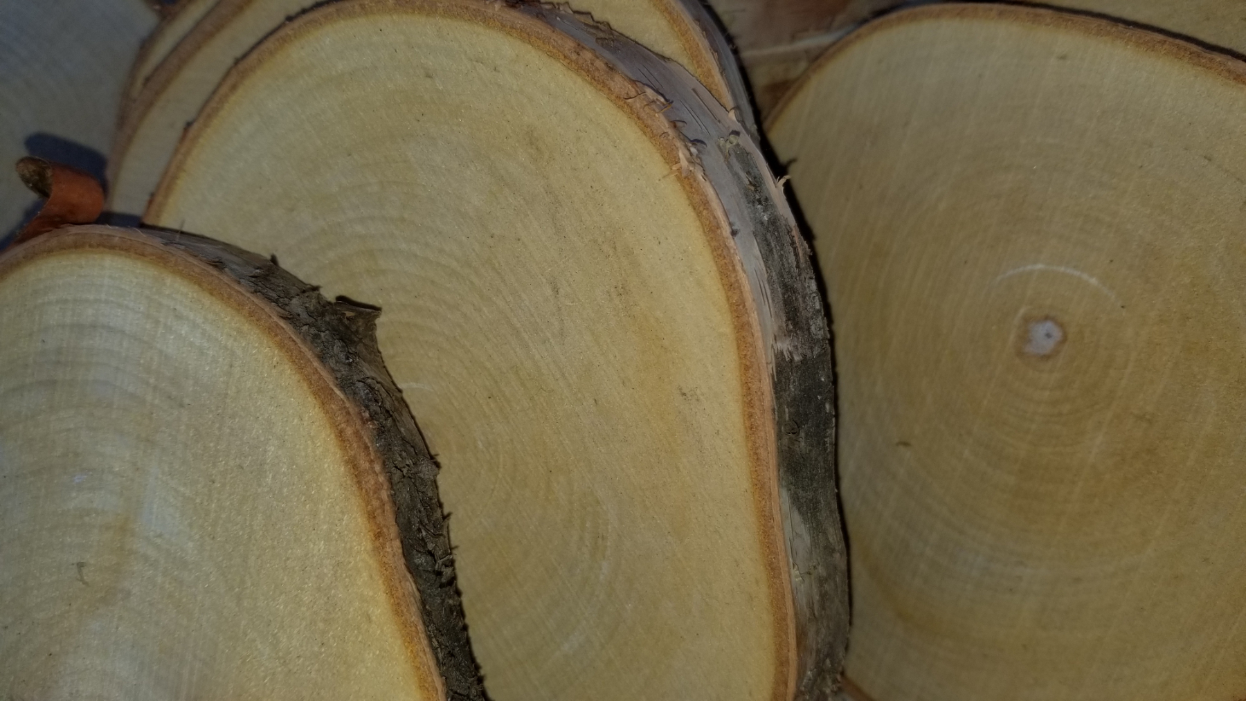 Birch Slices - 5" x 3/4" - Image 2