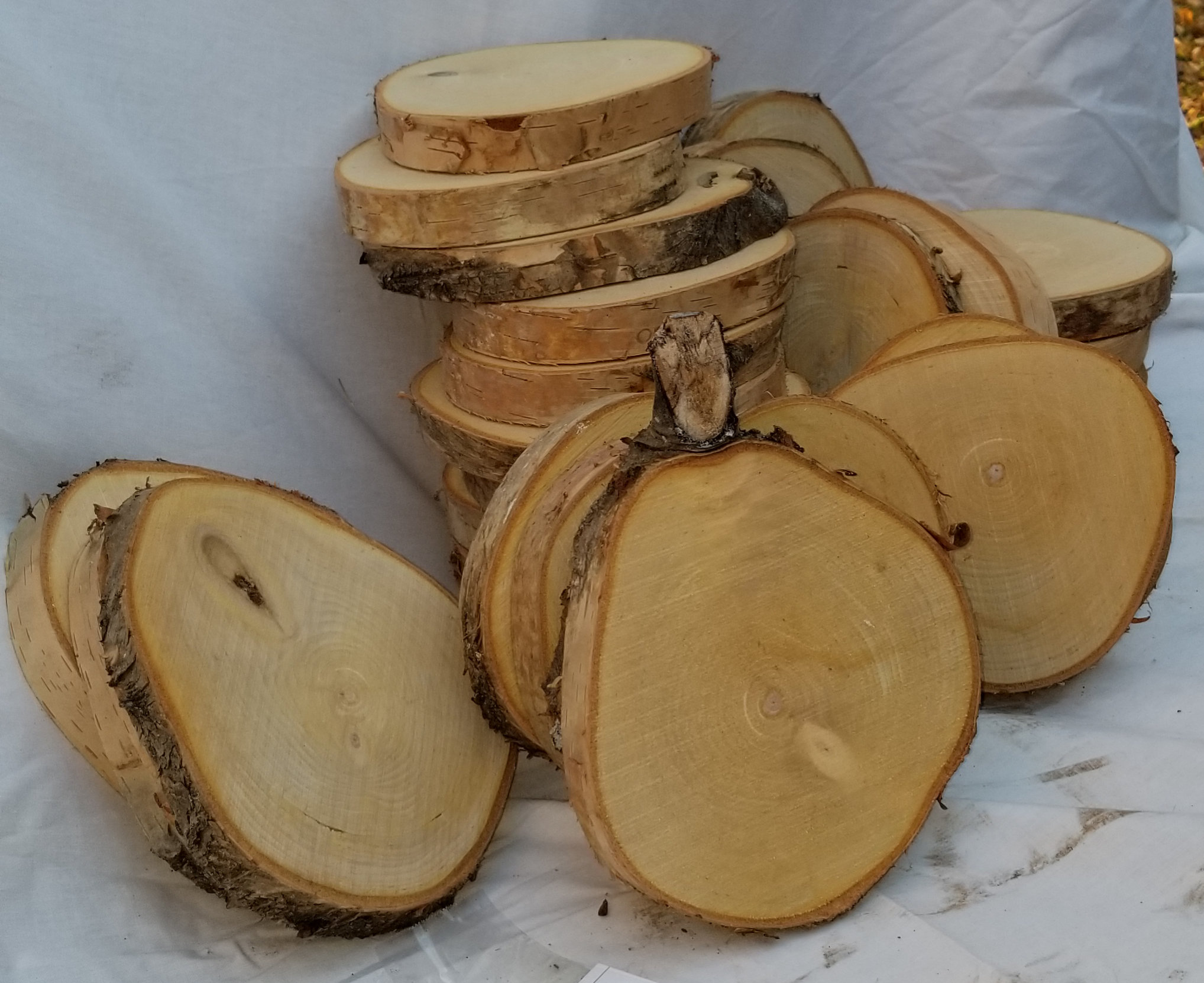 Birch Slices - 5" x 3/4" - Image 3