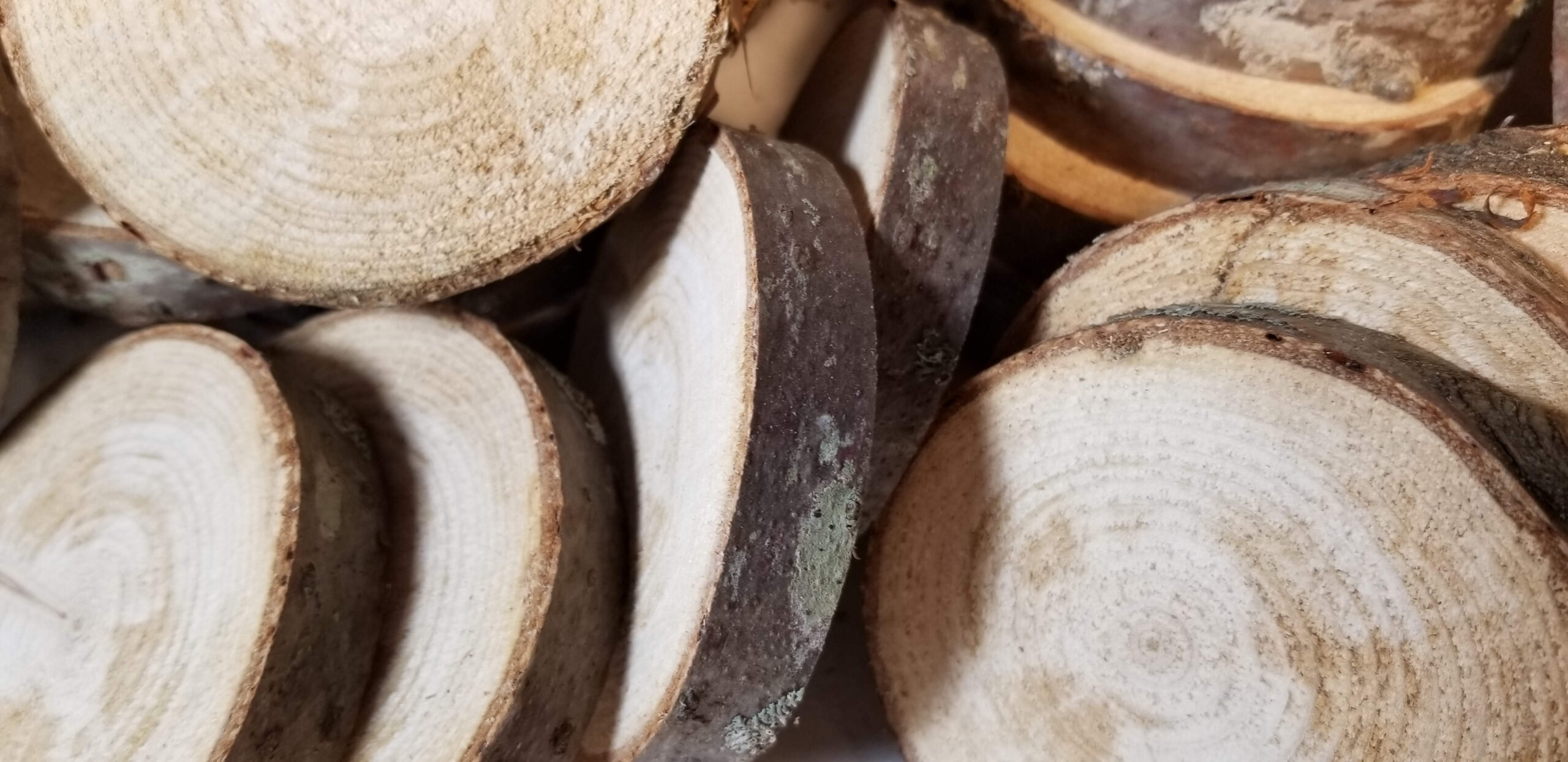 white pine slices