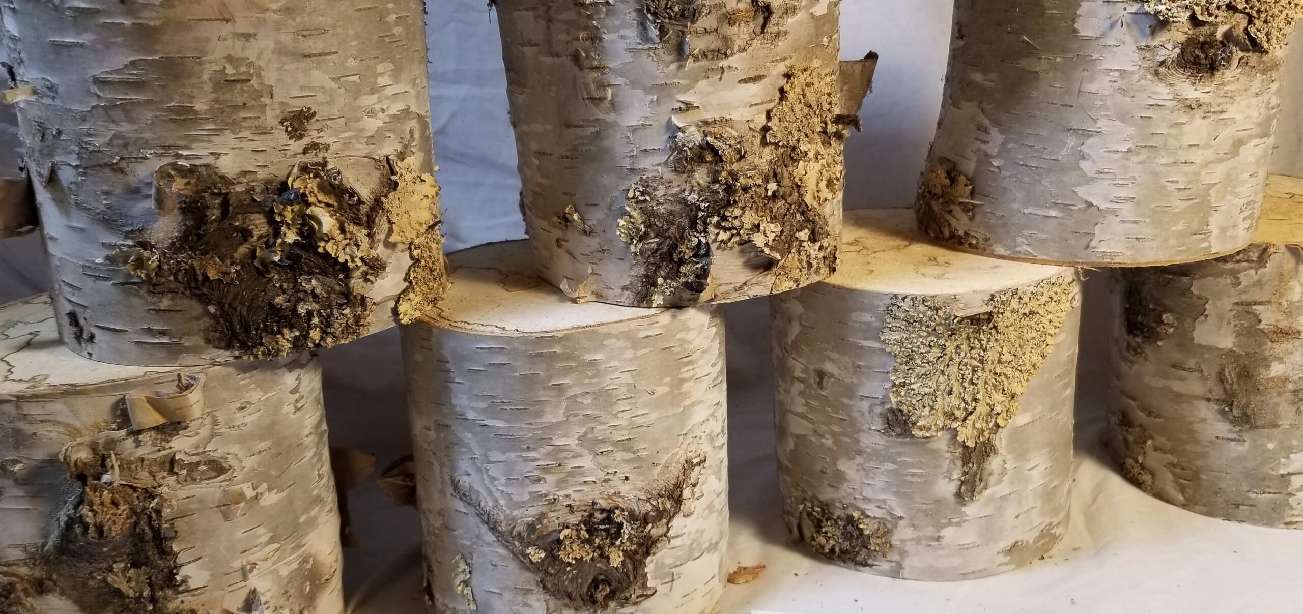 Birch Logs - 5" x 5" - Image 2