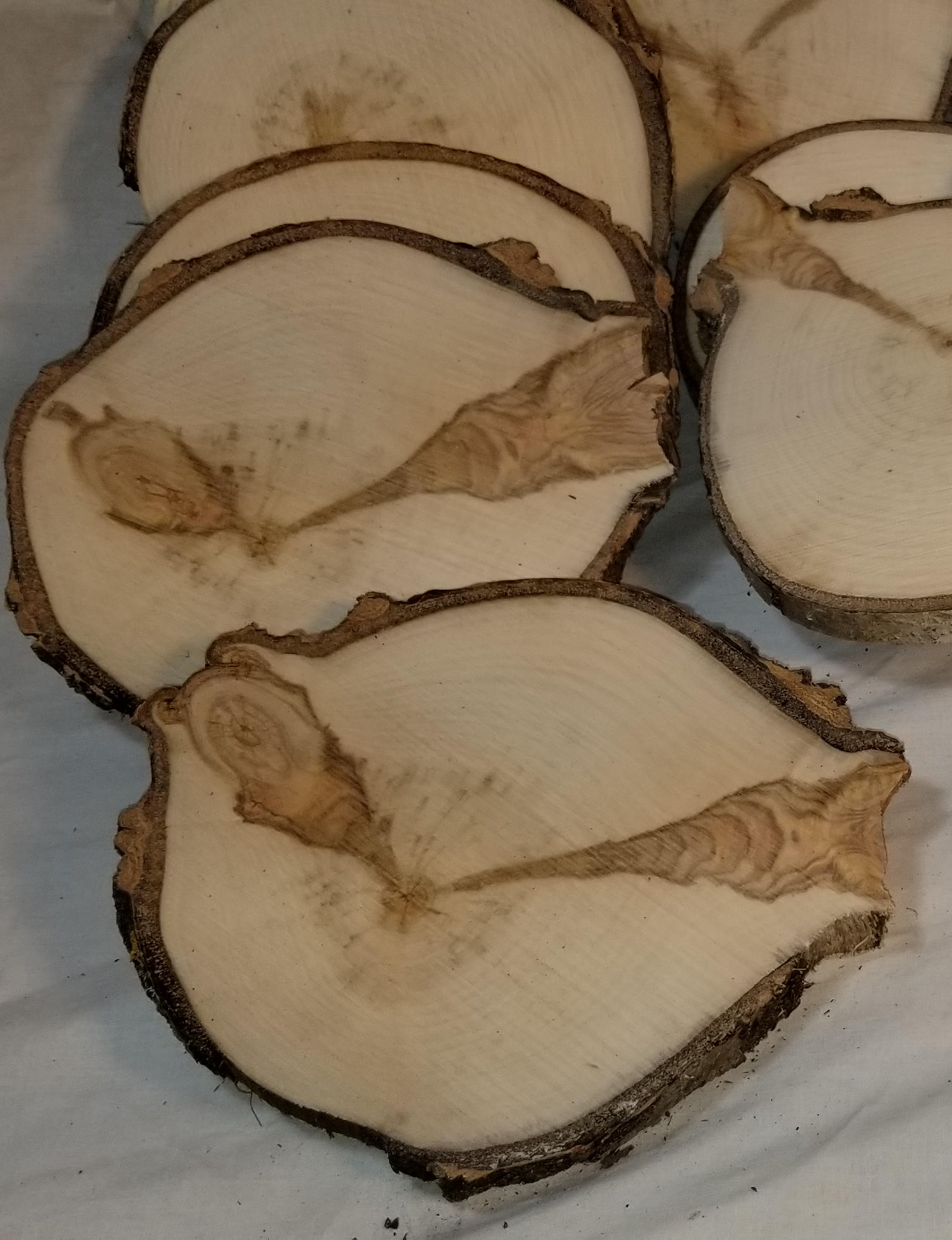 thin poplar log slices