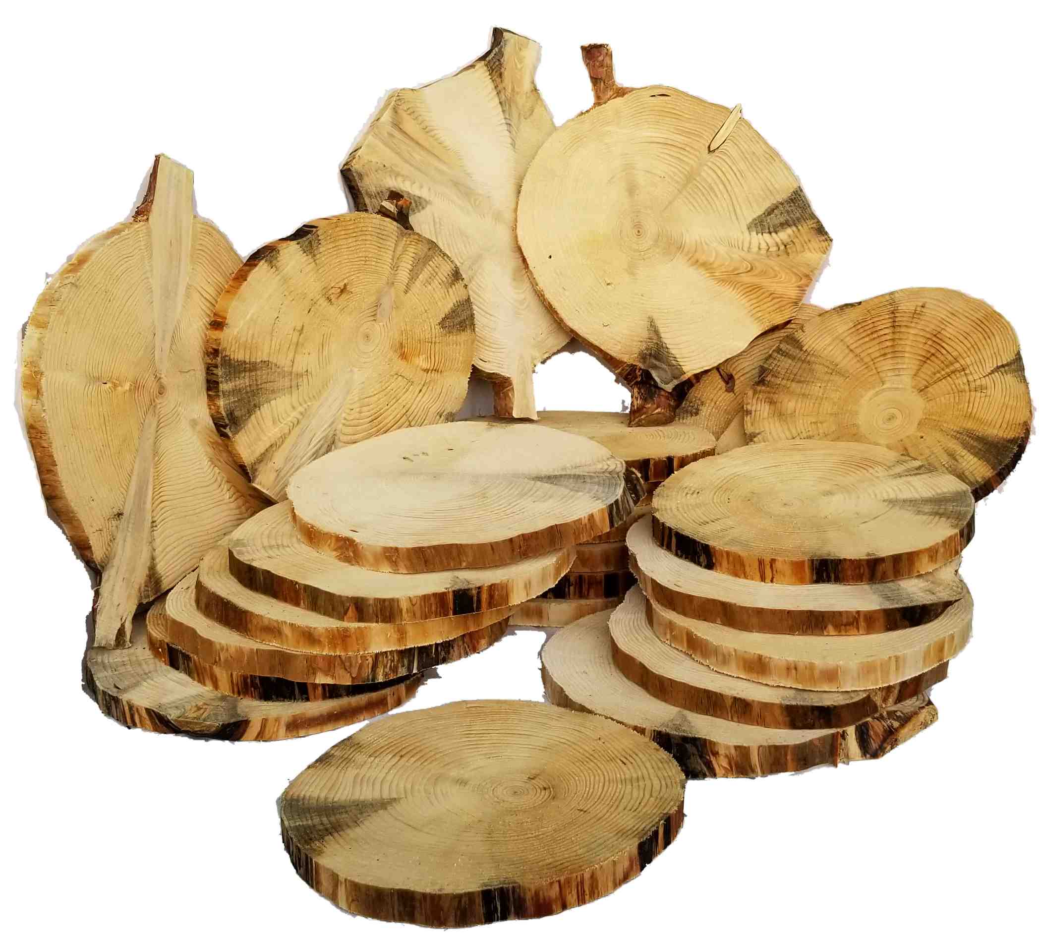 large pine log tree slices