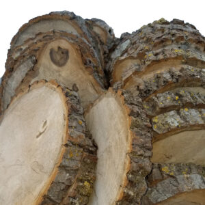 basswood log slices