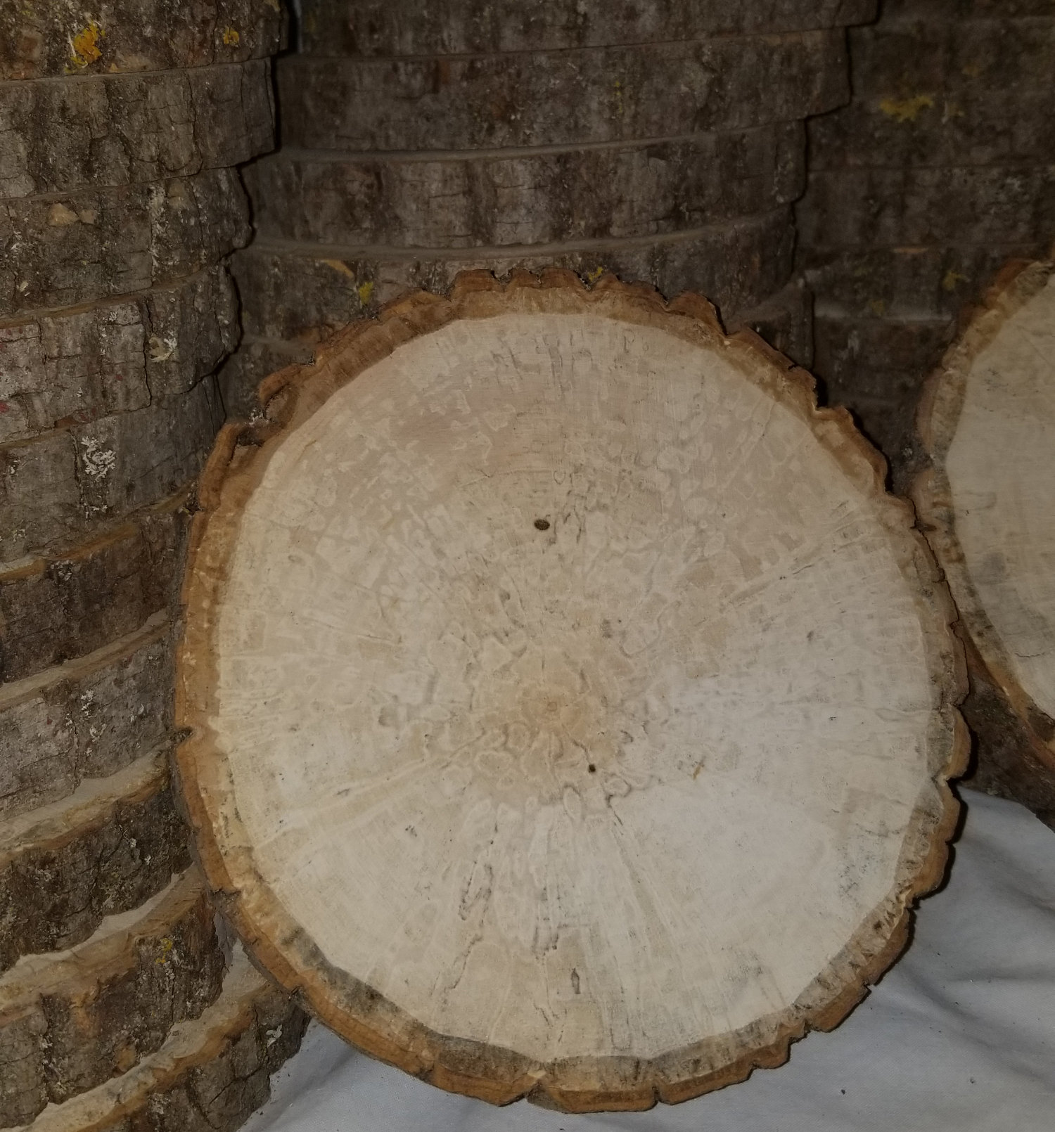 spalted round basswood tree slices
