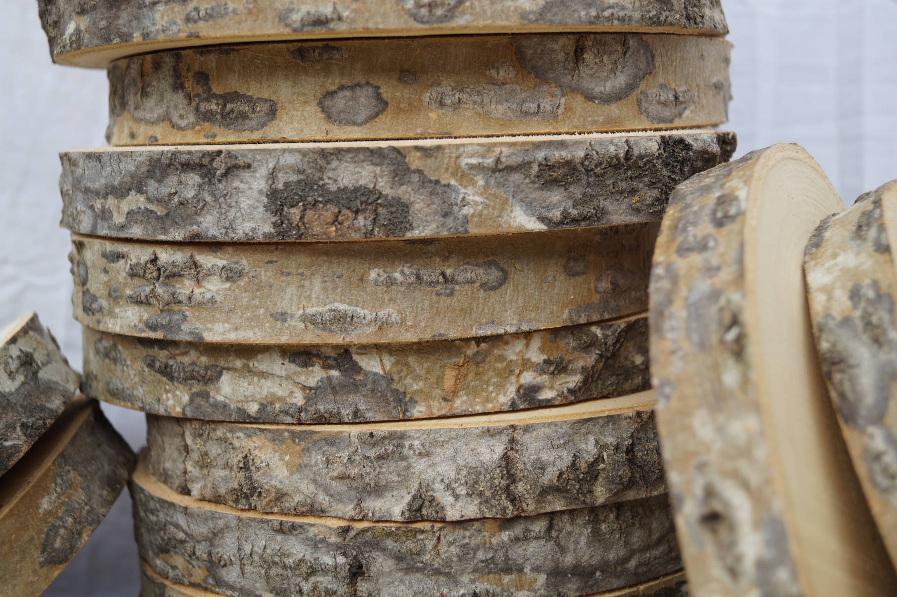 Poplar Log Slices 7-1/2" - 8" x 1" - Image 3